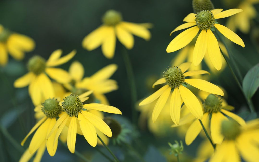 Is Arnica Good for Relieving Pain, Inflammation & Arthritis?